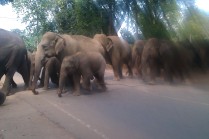 Elephants from orphanage crossing road to take their daily river bath